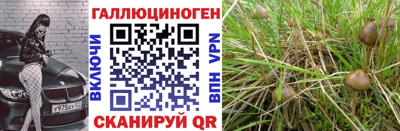 Галлюциногенные грибы Cubensis  darknet формула  Кола 